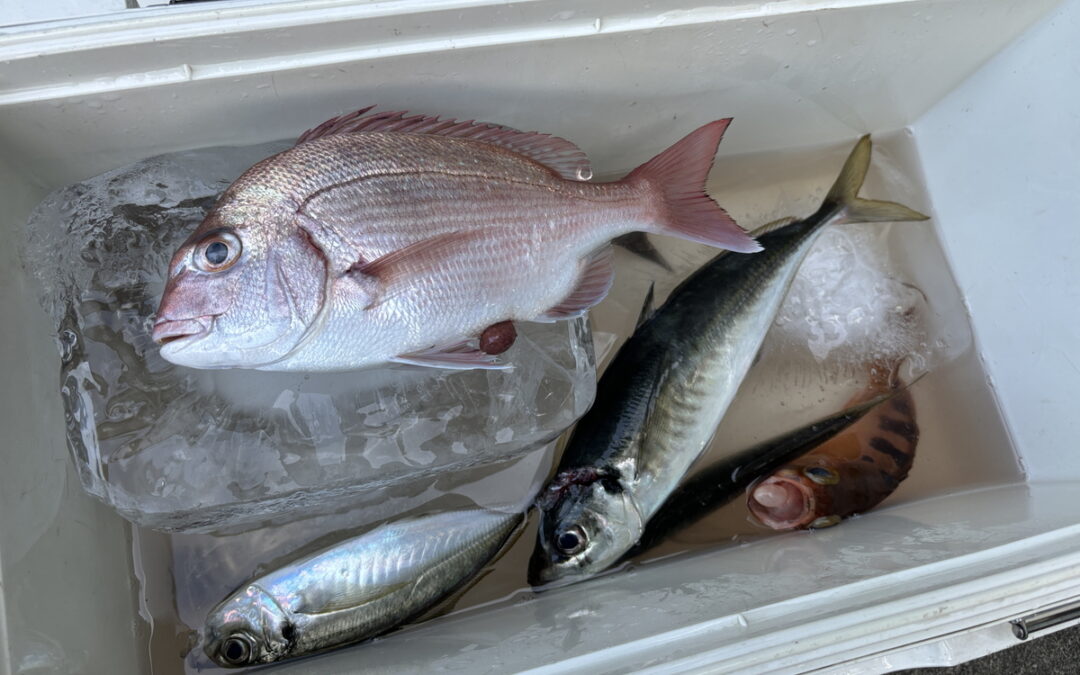 海のボート釣り　オーナー様釣果