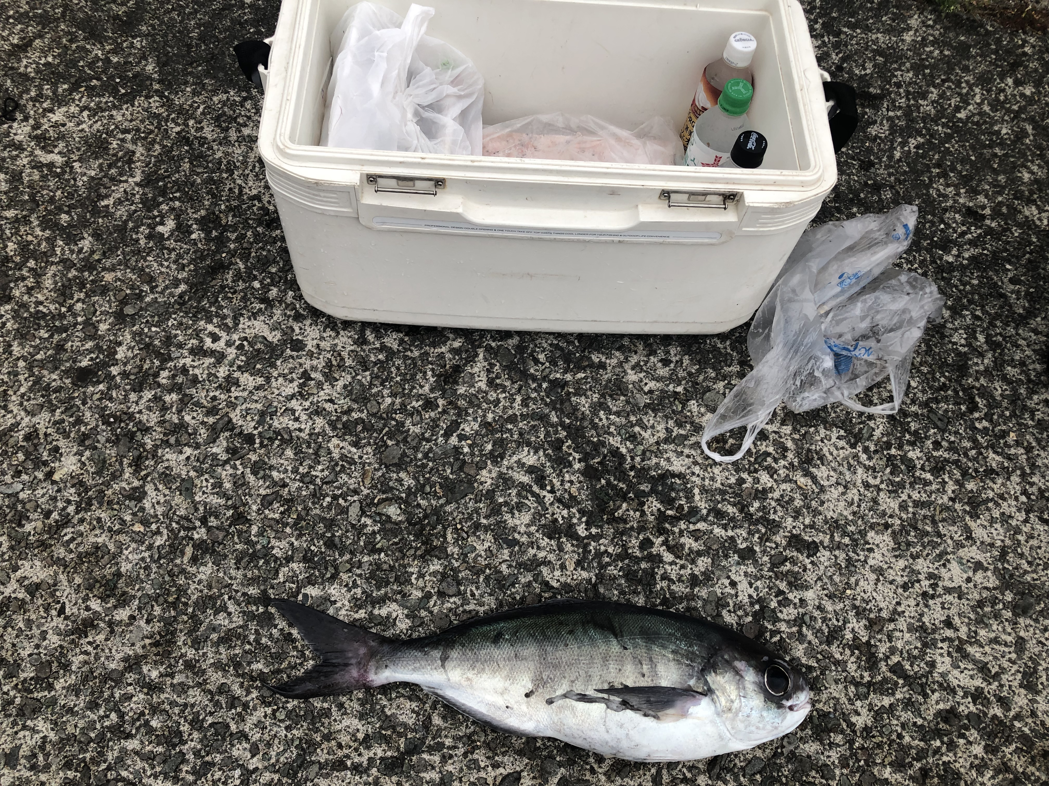 海のボート釣り　オーナー様釣果