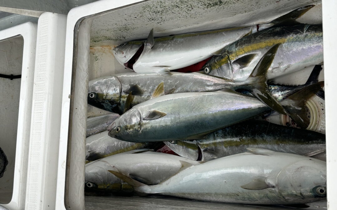 海のボート釣り　オーナー様釣果