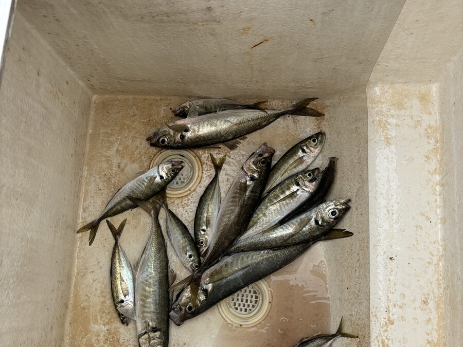 海のボート釣り　オーナー様釣果
