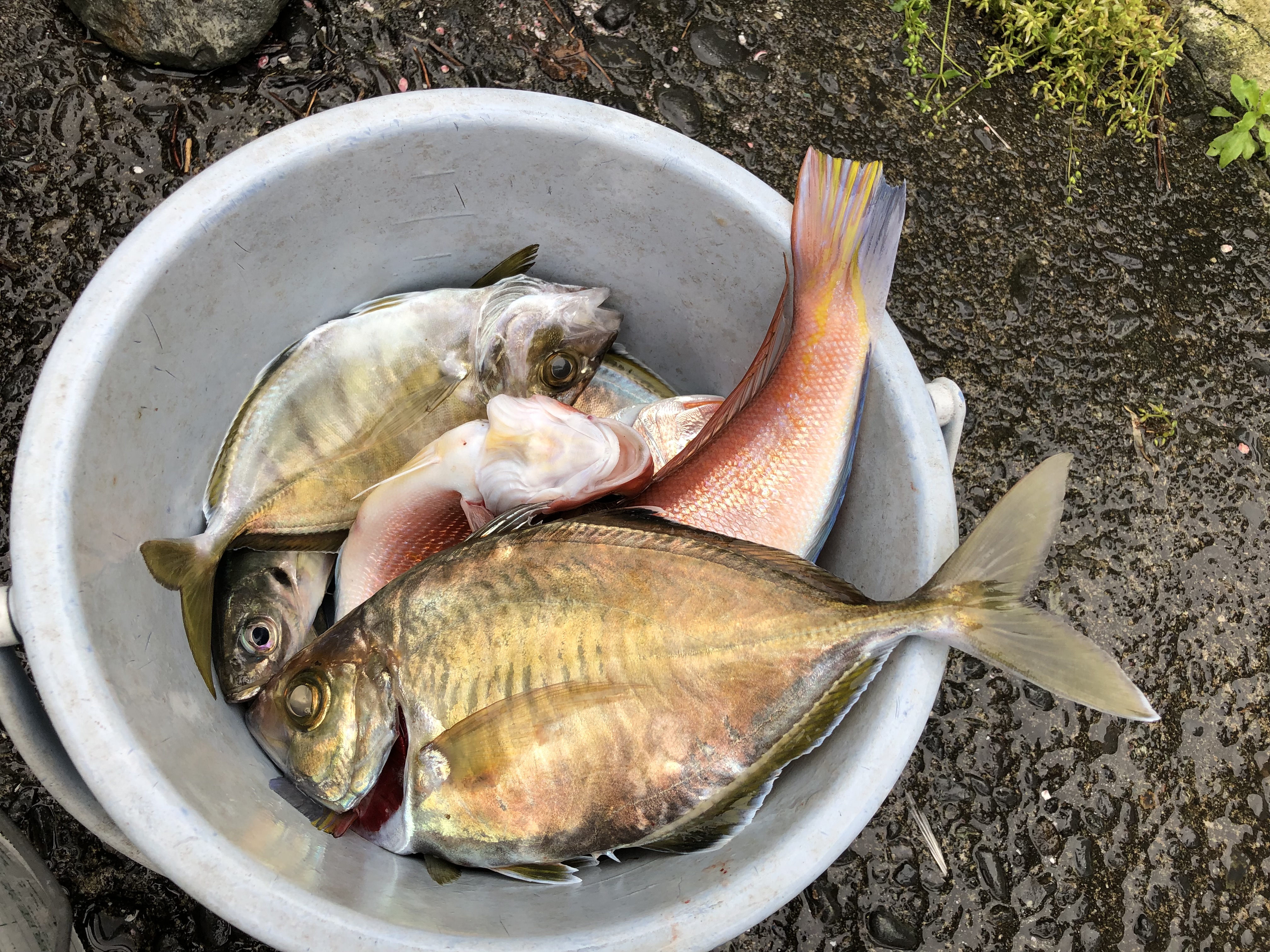 海のボート釣り　オーナー様釣果