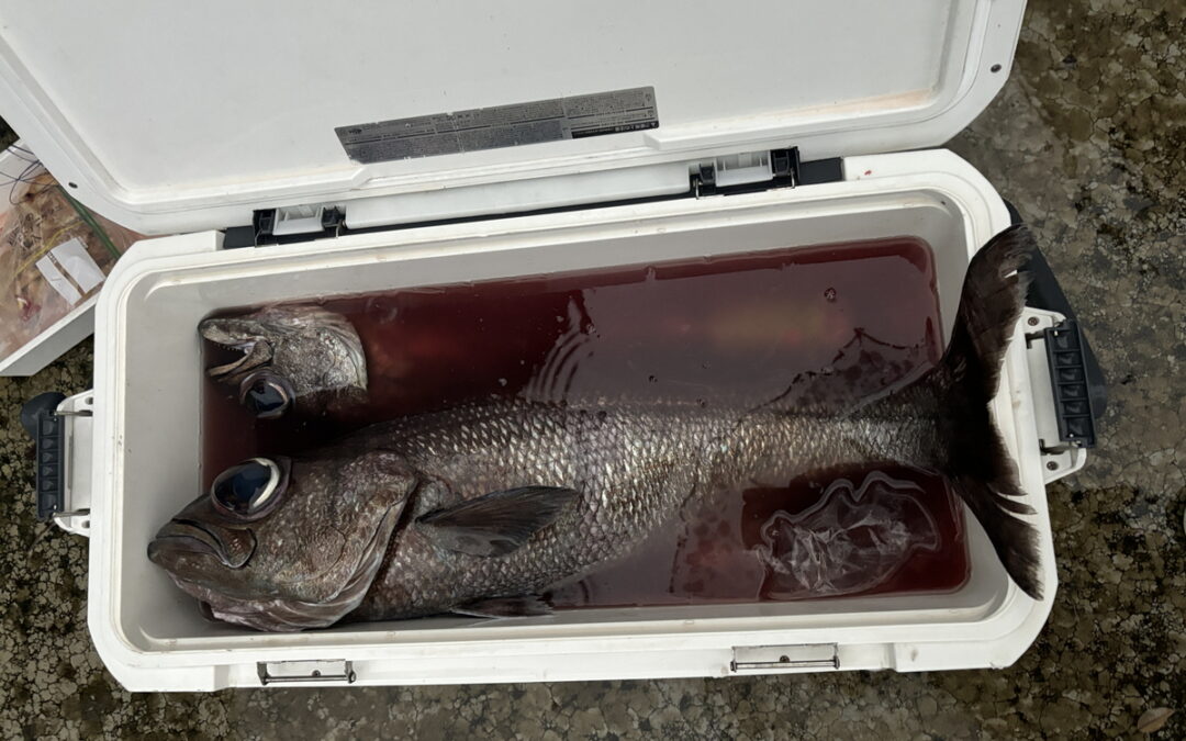 海のボート釣り　オーナー様釣果