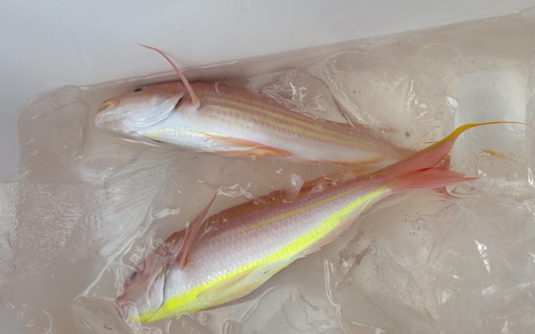 海のボート釣り　オーナー様釣果