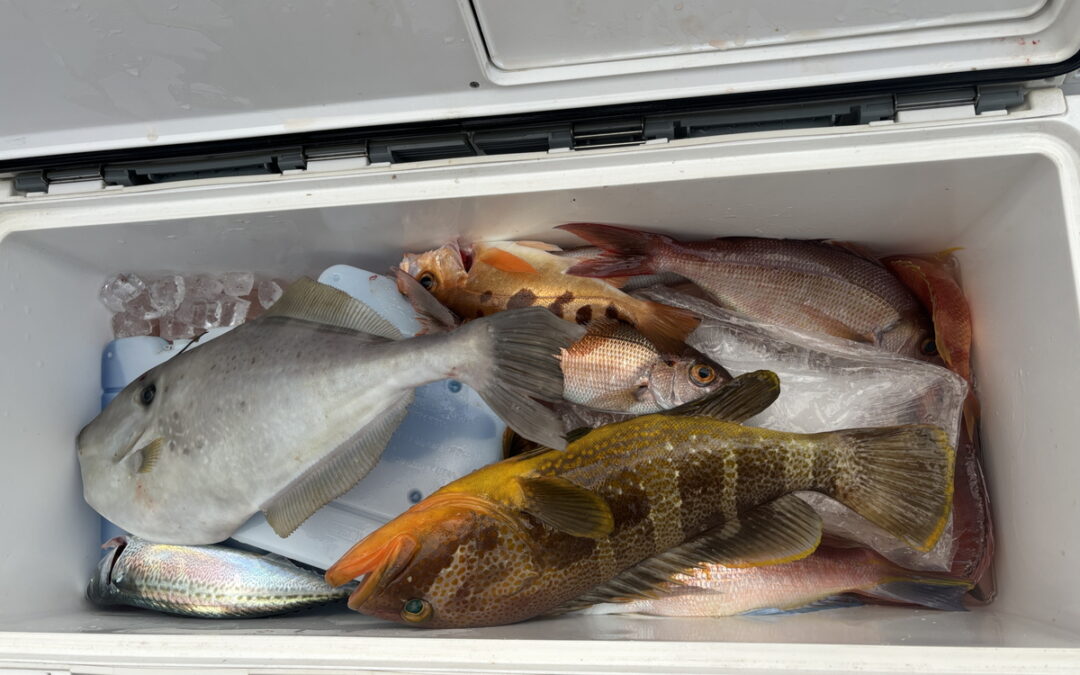 海のボート釣り　オーナー様釣果