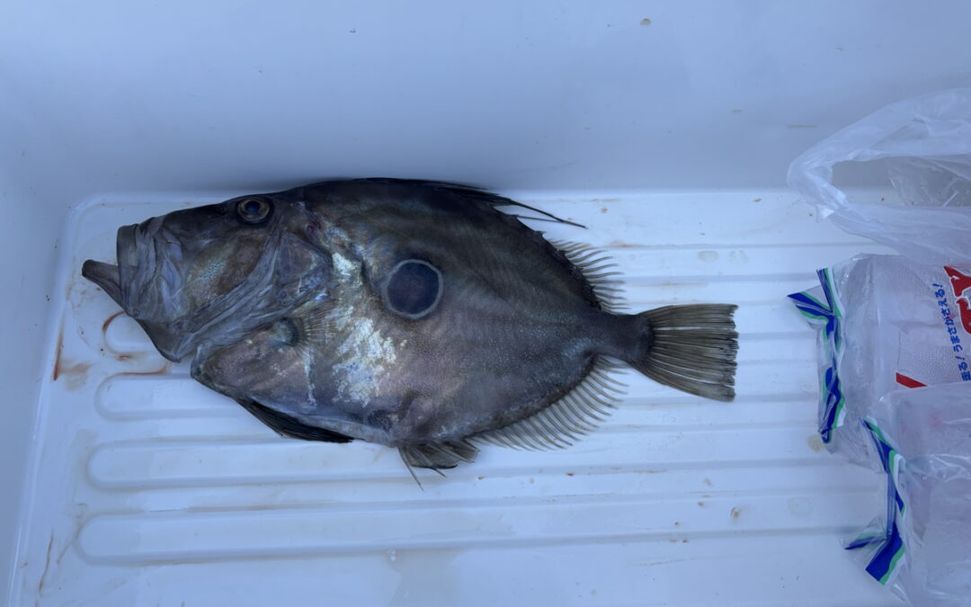 海のボート釣り　オーナー様釣果