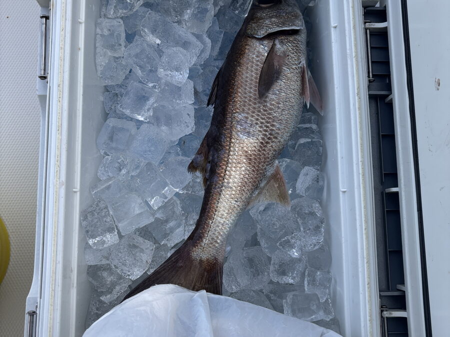海のボート釣り　オーナー様釣果