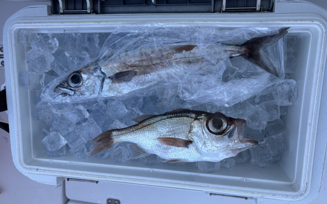 海のボート釣り　オーナー様釣果