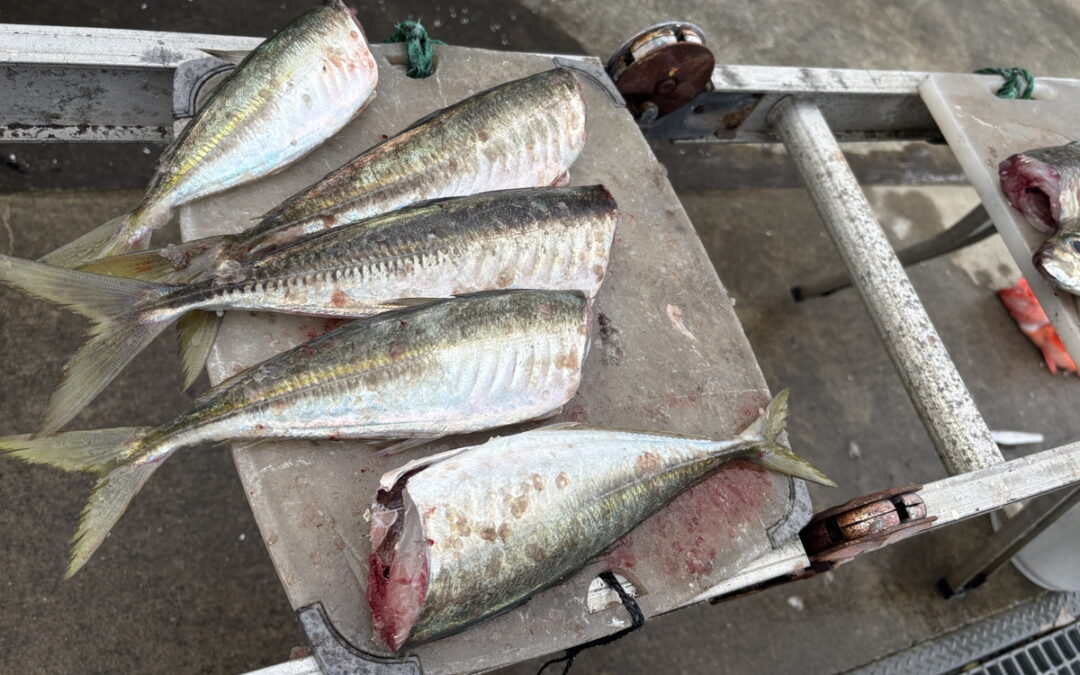 海のボート釣り　オーナー様釣果