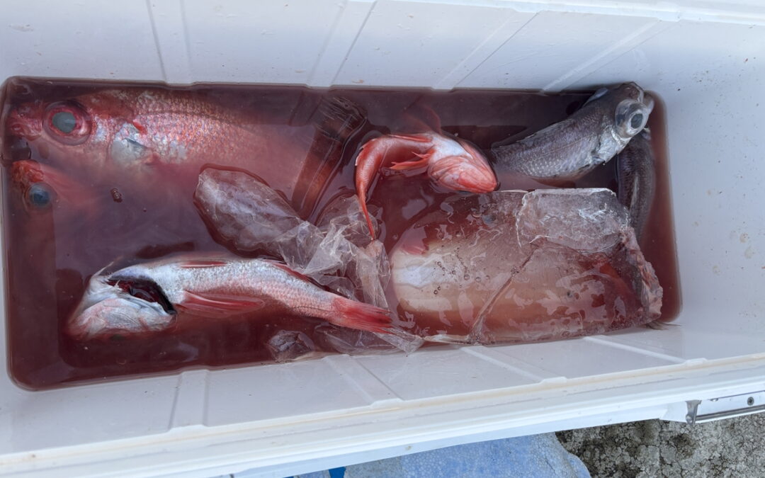 新春海のボート釣り　オーナー様釣果