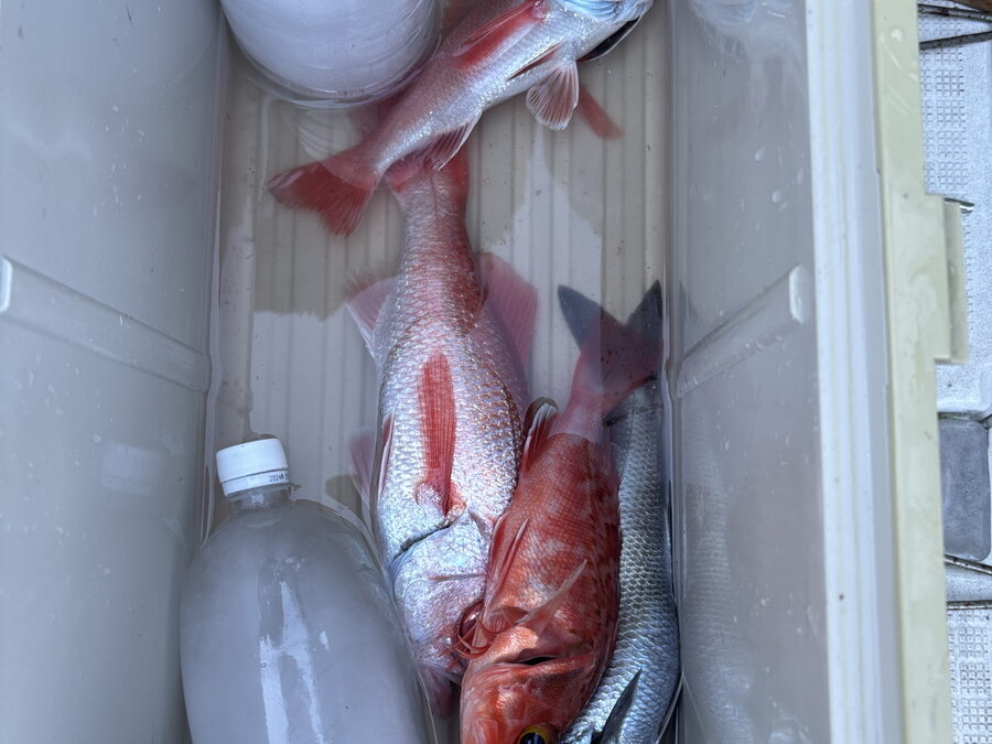 海のボート釣り　オーナー様釣果