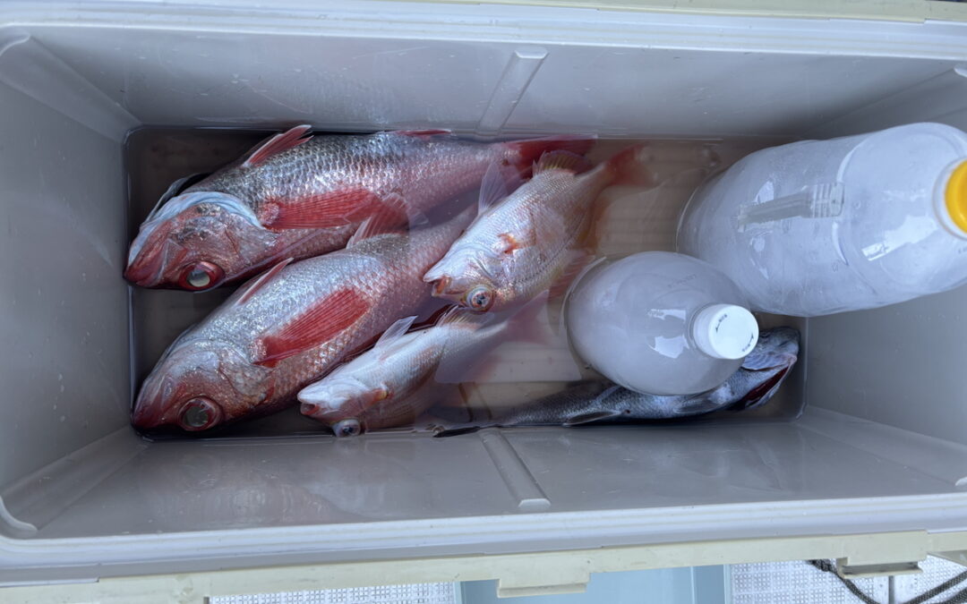 海のボート釣り　オーナー様釣果