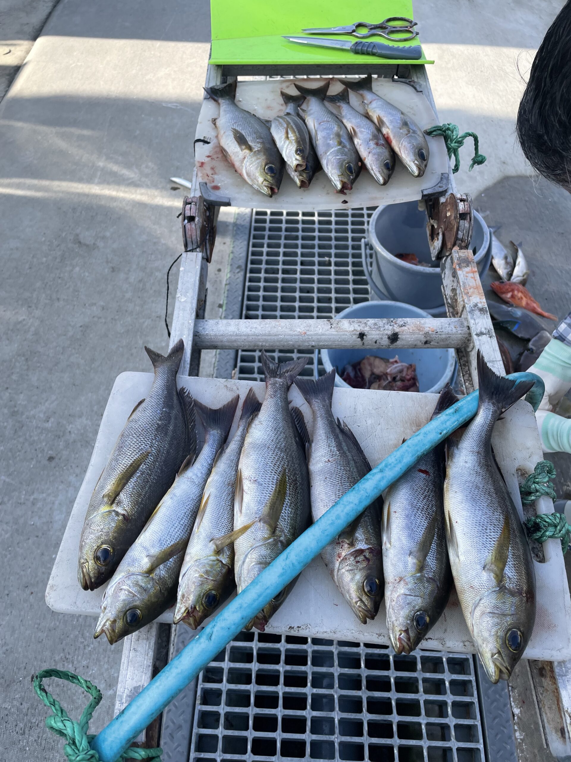 海のボート釣り　オーナー様釣果