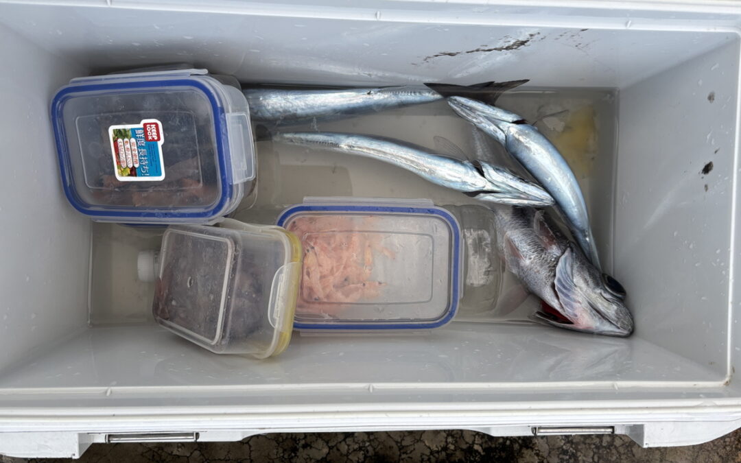 海のボート釣り　オーナー様釣果