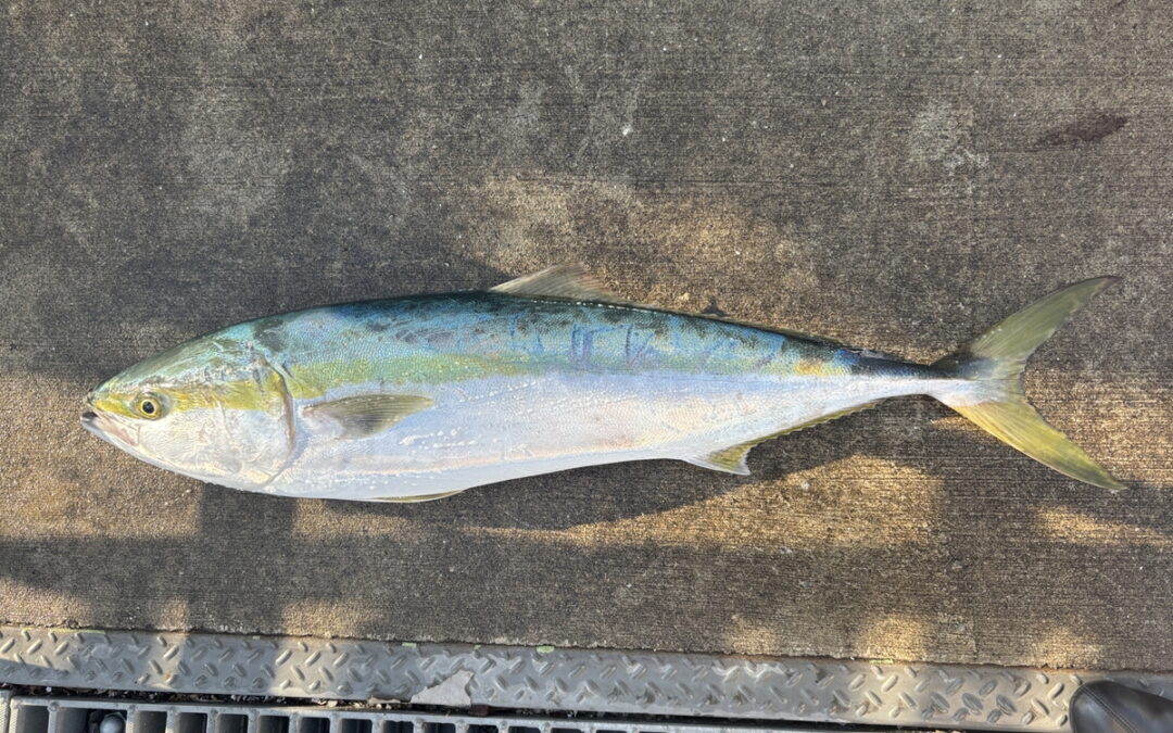 海のボート釣り　オーナー様釣果