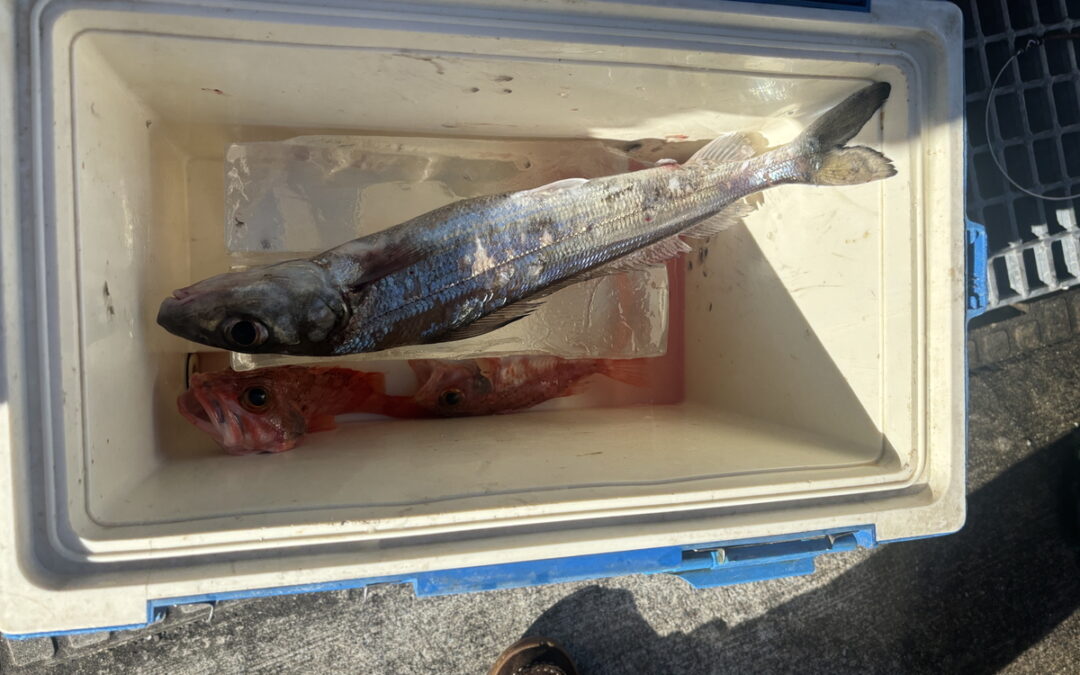 海のボート釣り　オーナー様釣果