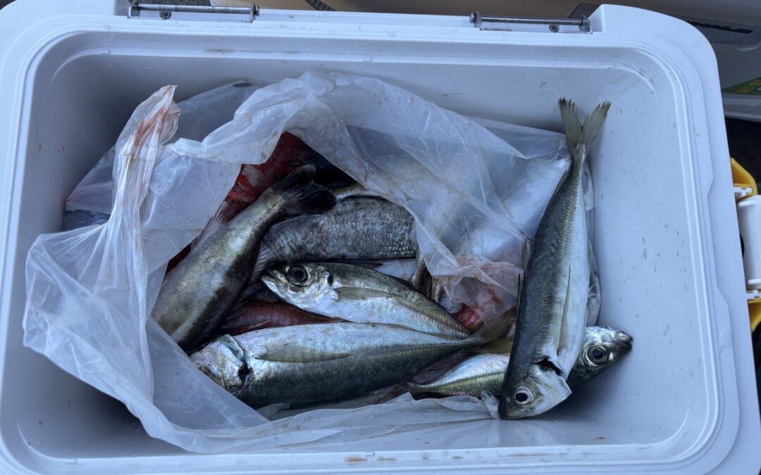 海のボート釣り　オーナー様釣果
