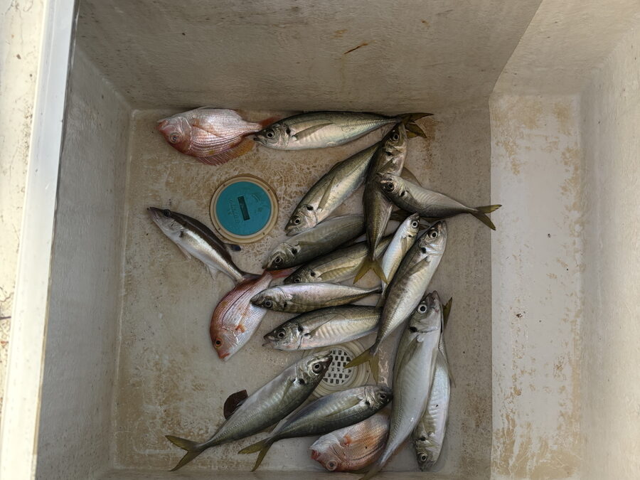 海のボート釣り　オーナー様釣果