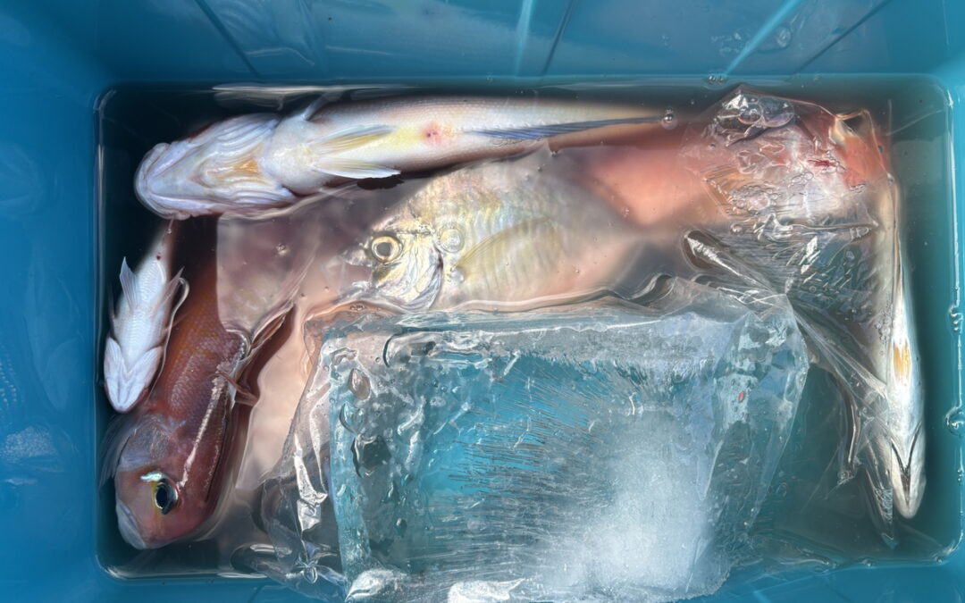 海のボート釣り　オーナー様釣果