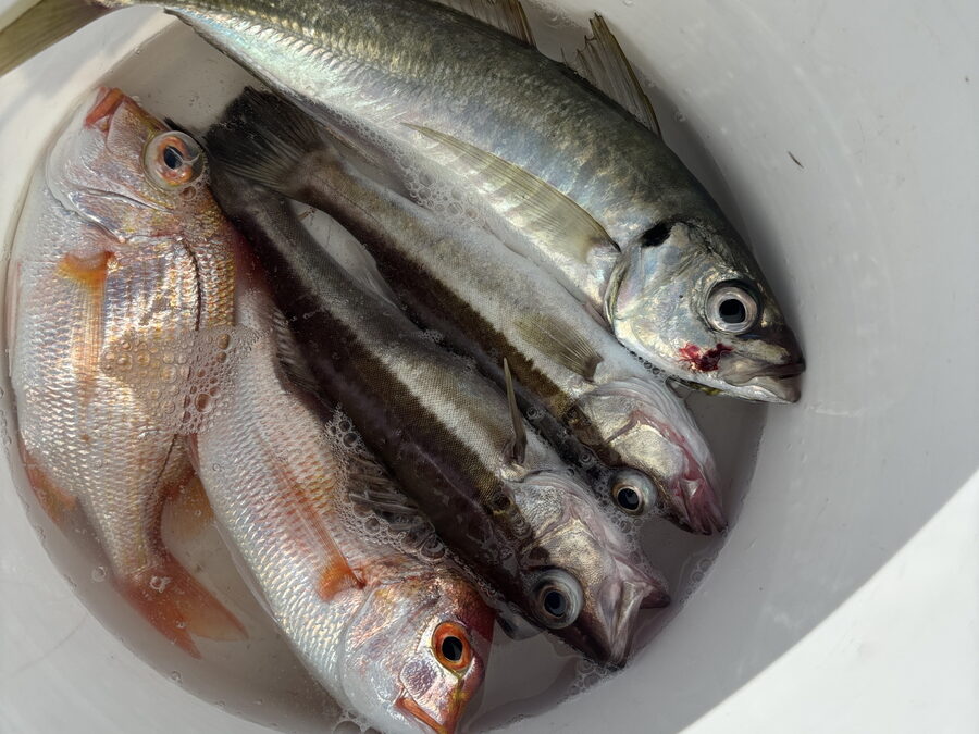 海のボート釣り　オーナー様釣果