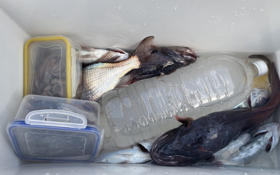 海のボート釣り　オーナー様釣果