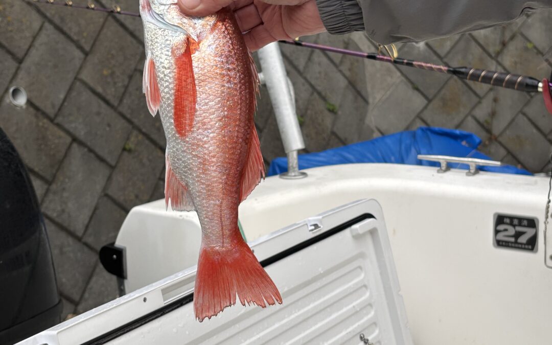 海のボート釣り　オーナー様釣果