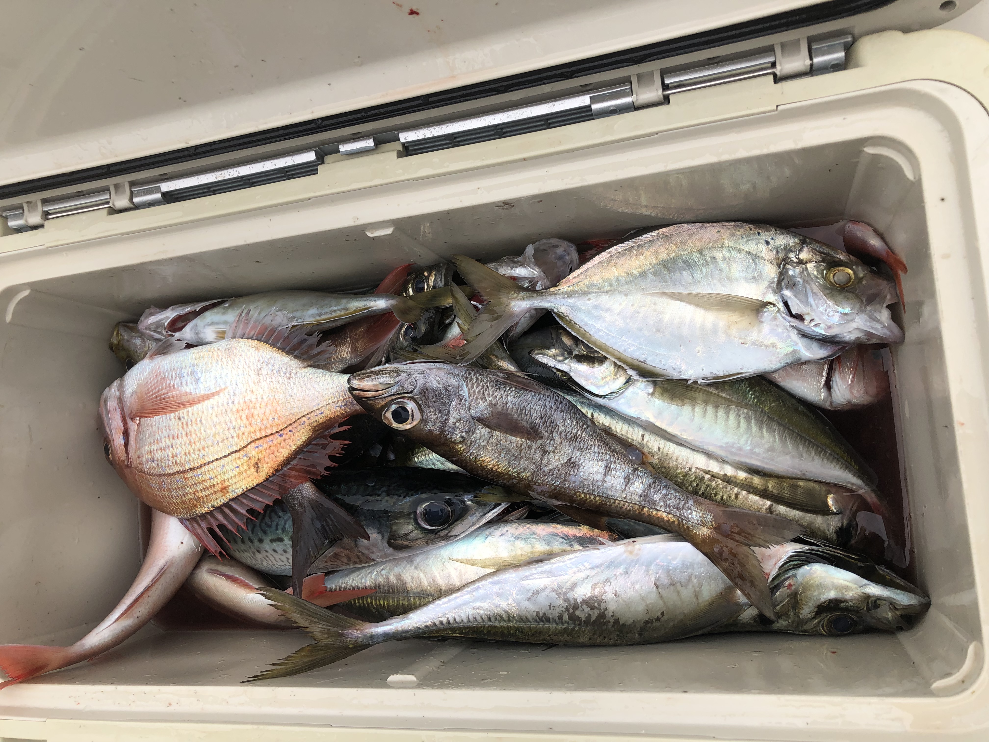 海のボート釣り　オーナー様釣果