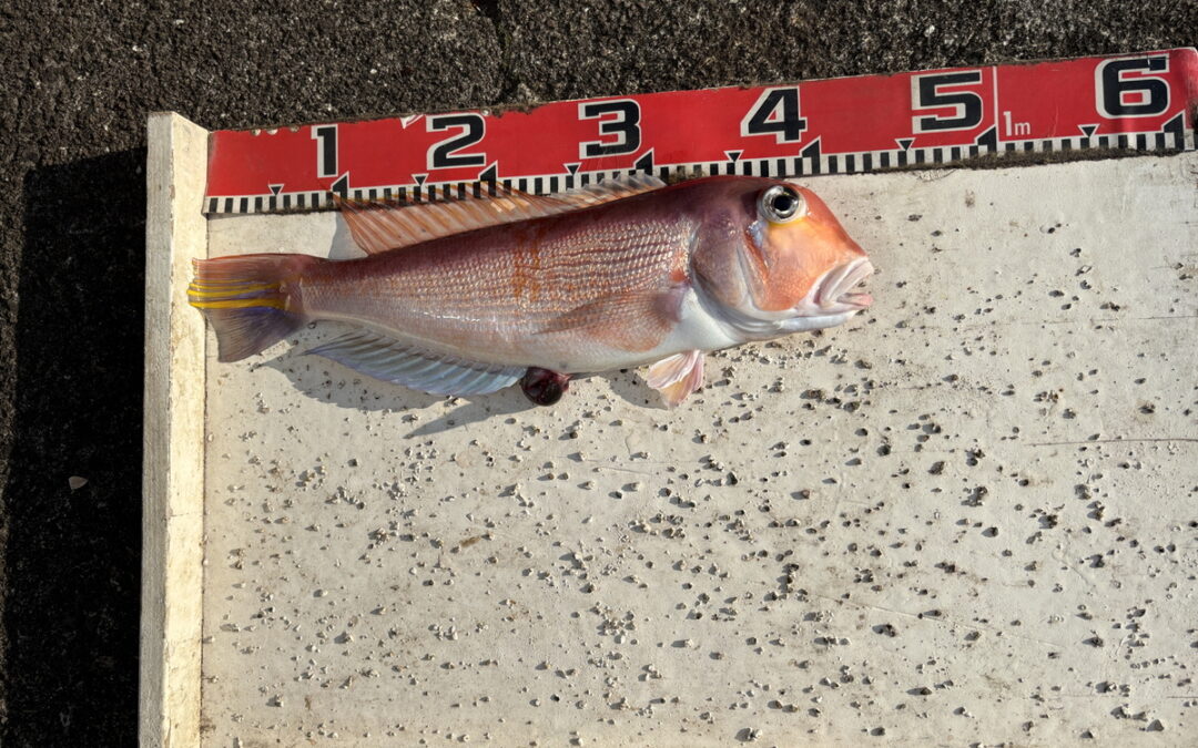 海のボート釣り　オーナー様釣果