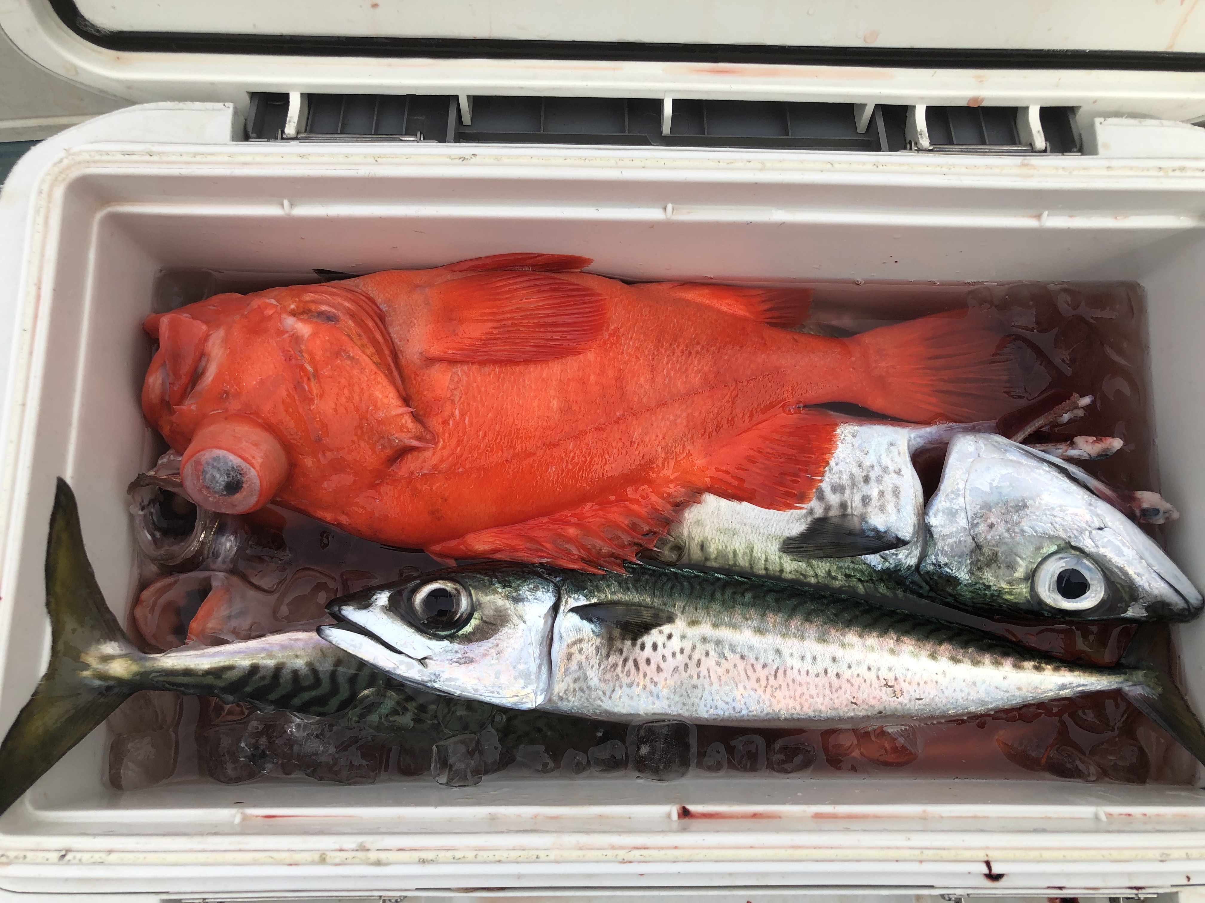 海のボート釣り　オーナー様釣果