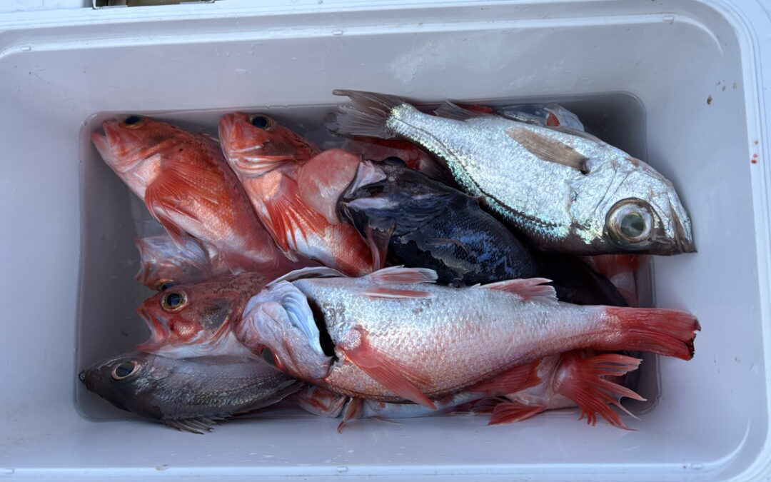 海のボート釣り　オーナー様釣果