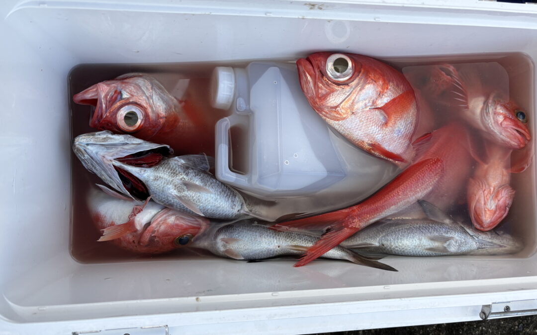 海のボート釣り　オーナー様釣果
