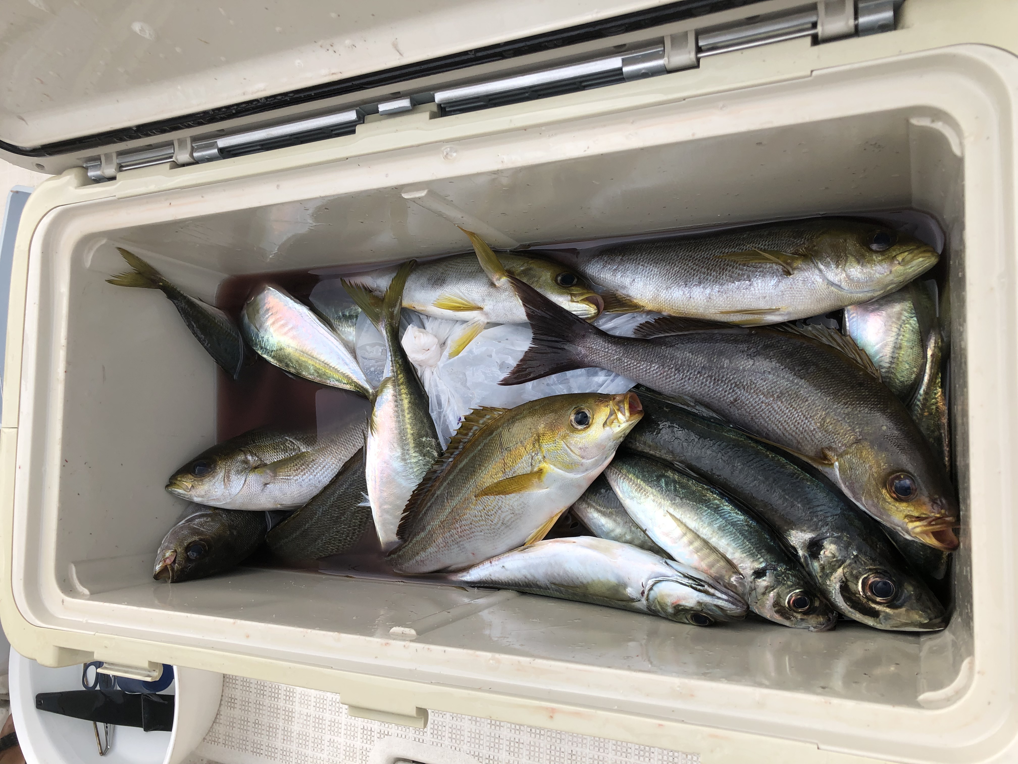 海のボート釣り　オーナー様釣果