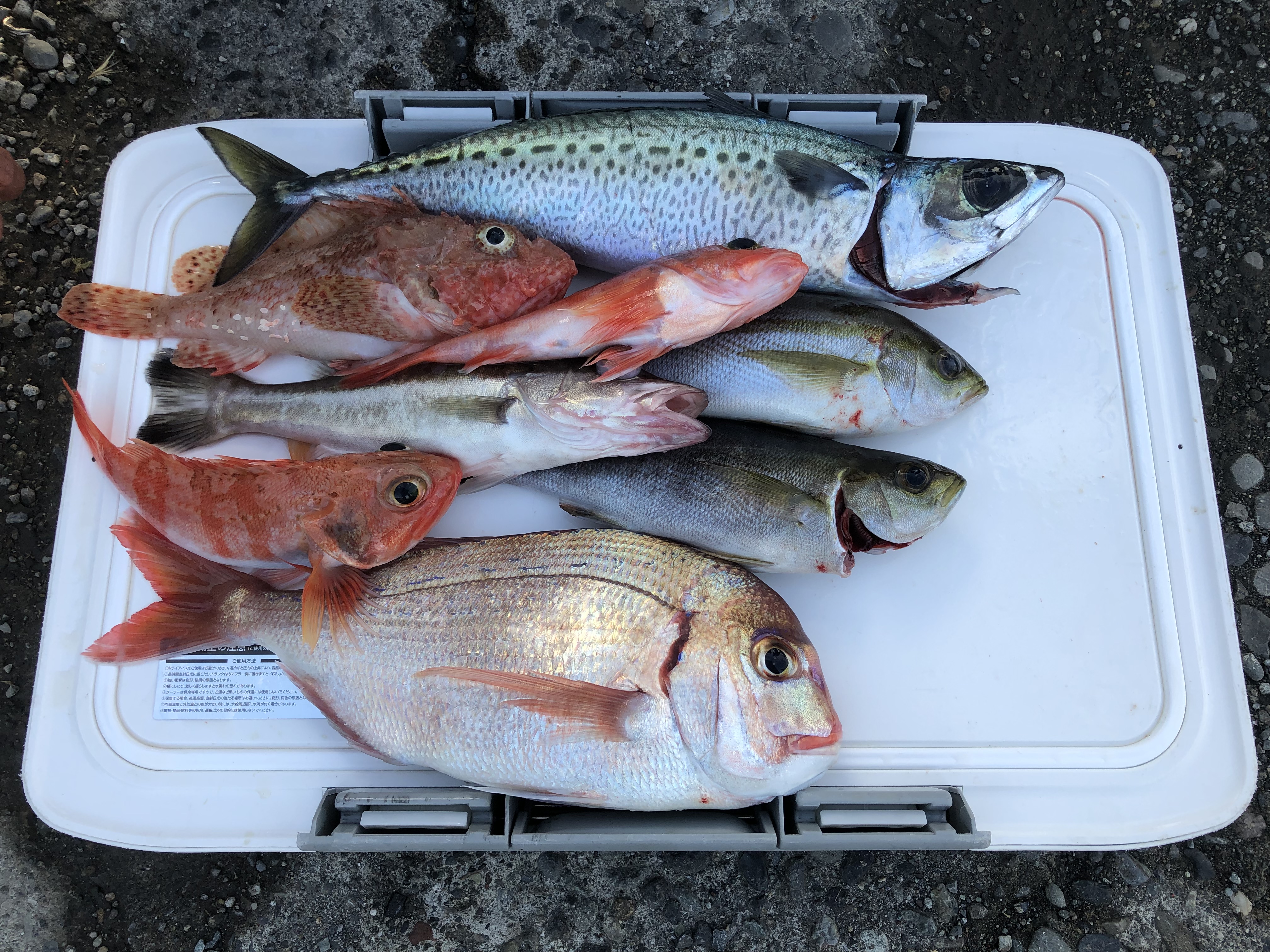 海のボート釣り　オーナー様釣果