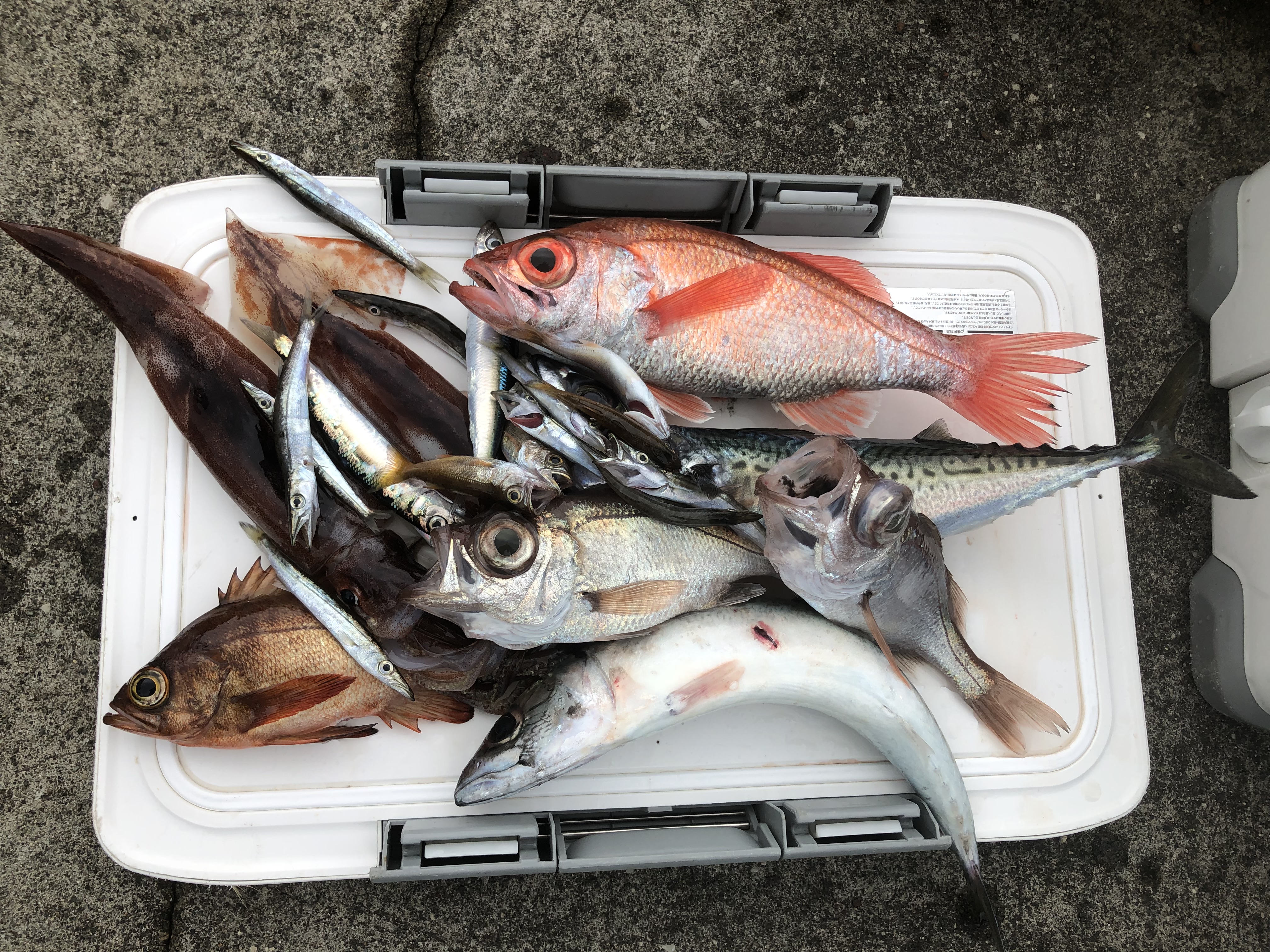 海のボート釣り　オーナー様釣果