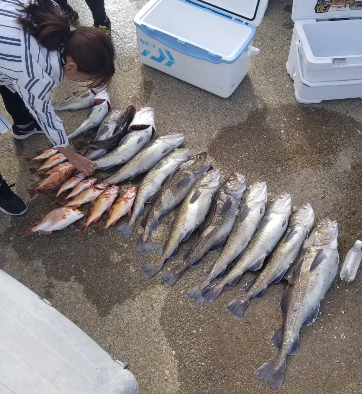 海のボート釣り　オーナー様釣果　特別篇