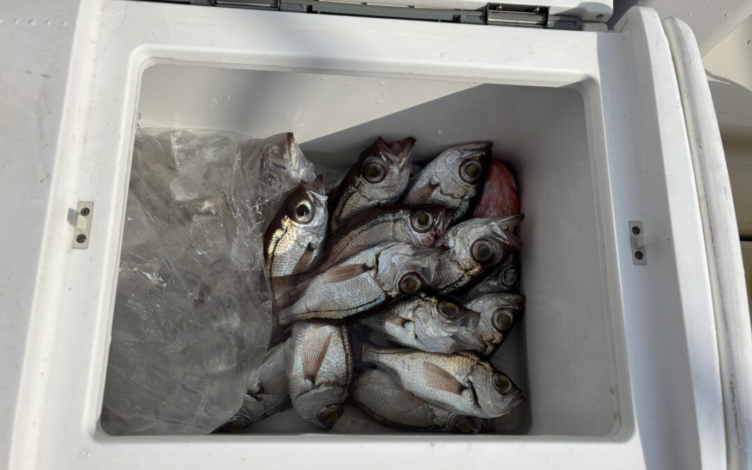 海のボート釣り　オーナー様釣果