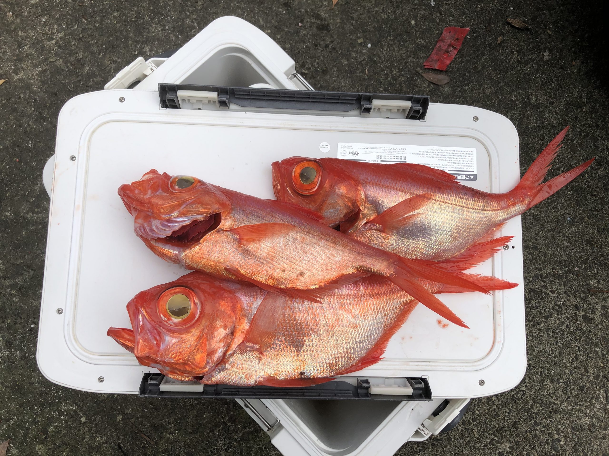 海のボート釣り　オーナー様釣果