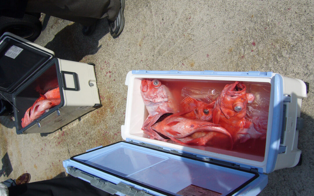 100歳の魚　アコウダイ