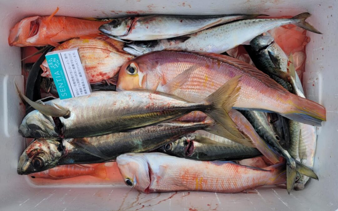 海のボート釣り　オーナー様釣果